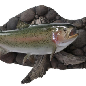 Rainbow Trout 21