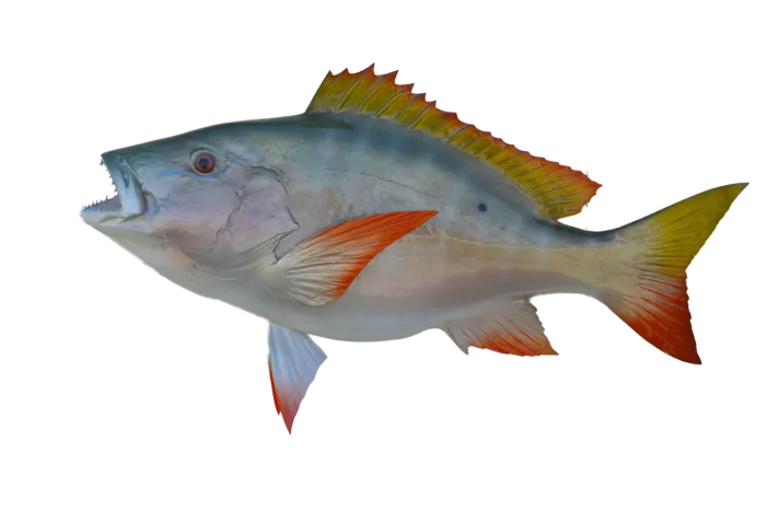 Mutton snapper