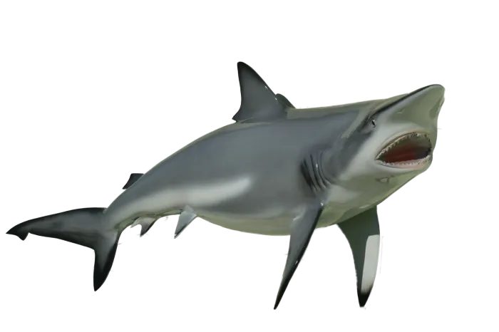 Full Mount 70 Inches Blacktip shark